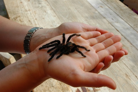 man holding a large spider