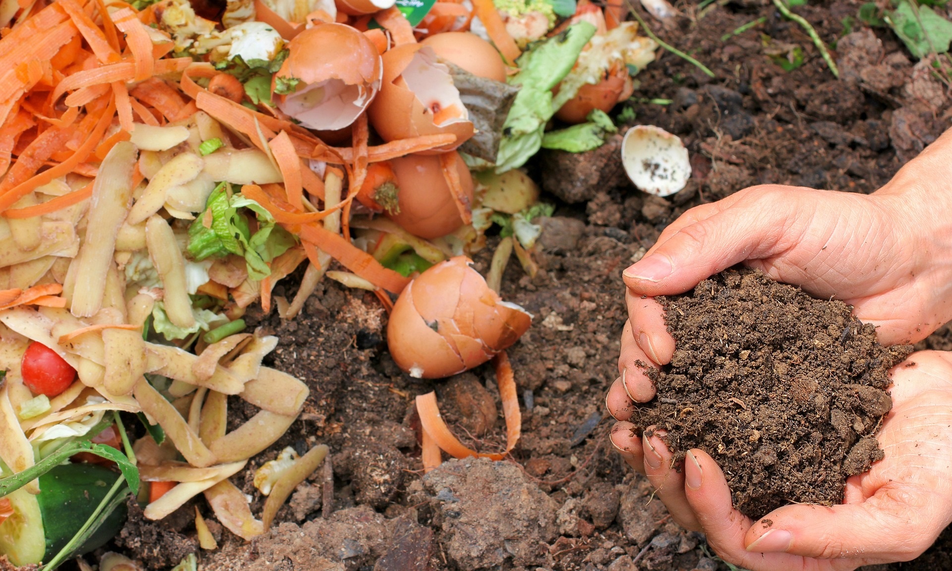 Composting food scraps.jpg