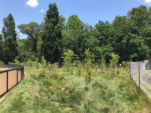 Bluemont Forest Buffer