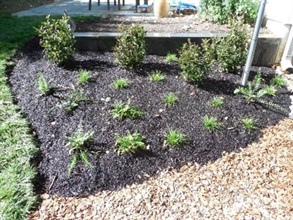 Conservation landscaping area with mulch and plants