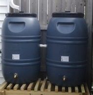 Two connected black 50-gallon rain barrels under a downspout.