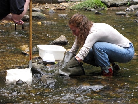 Stream monitors wade into Arlington's streams with nets to sample macroinvertebrates.