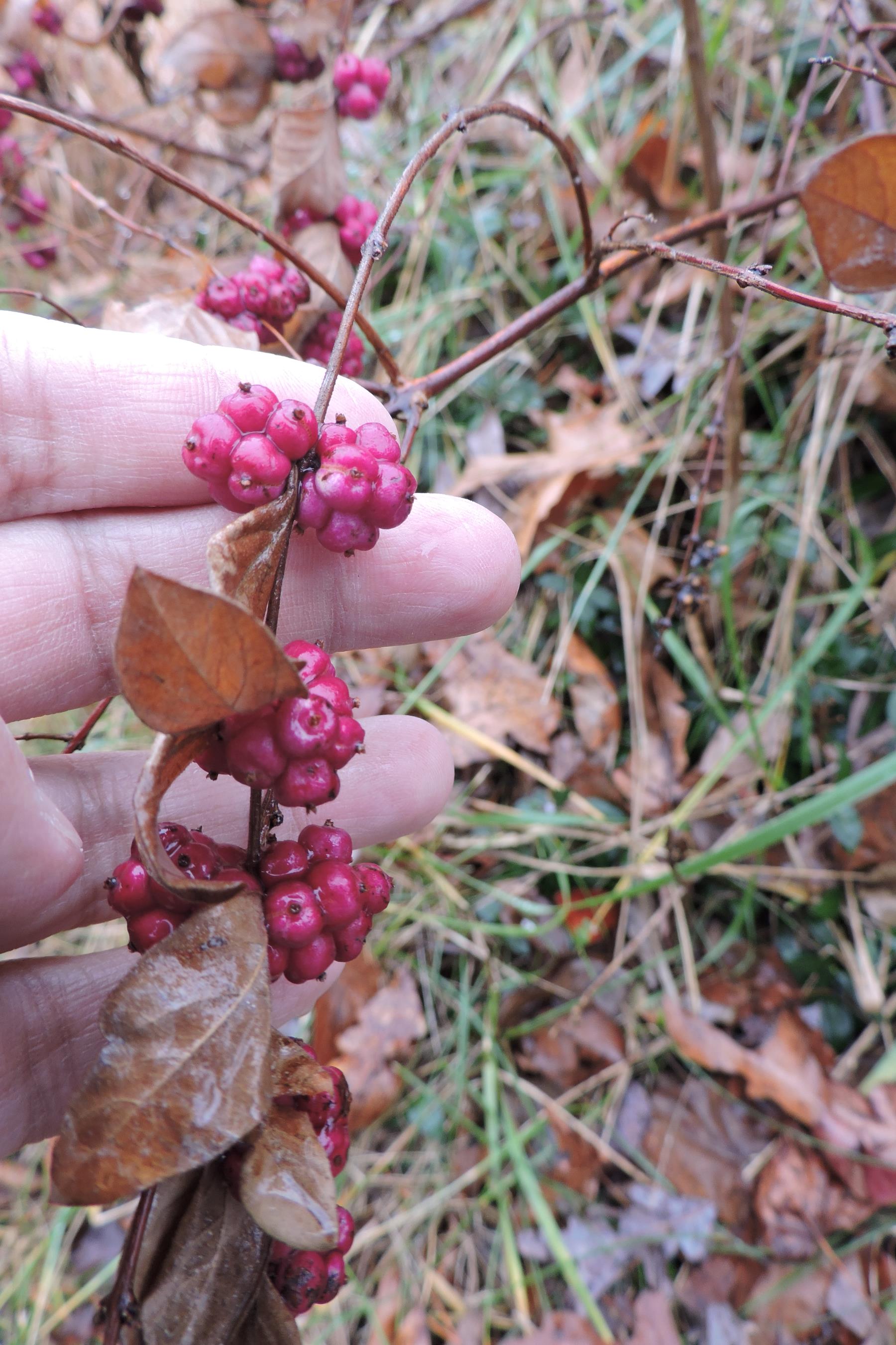 Coralberry plant