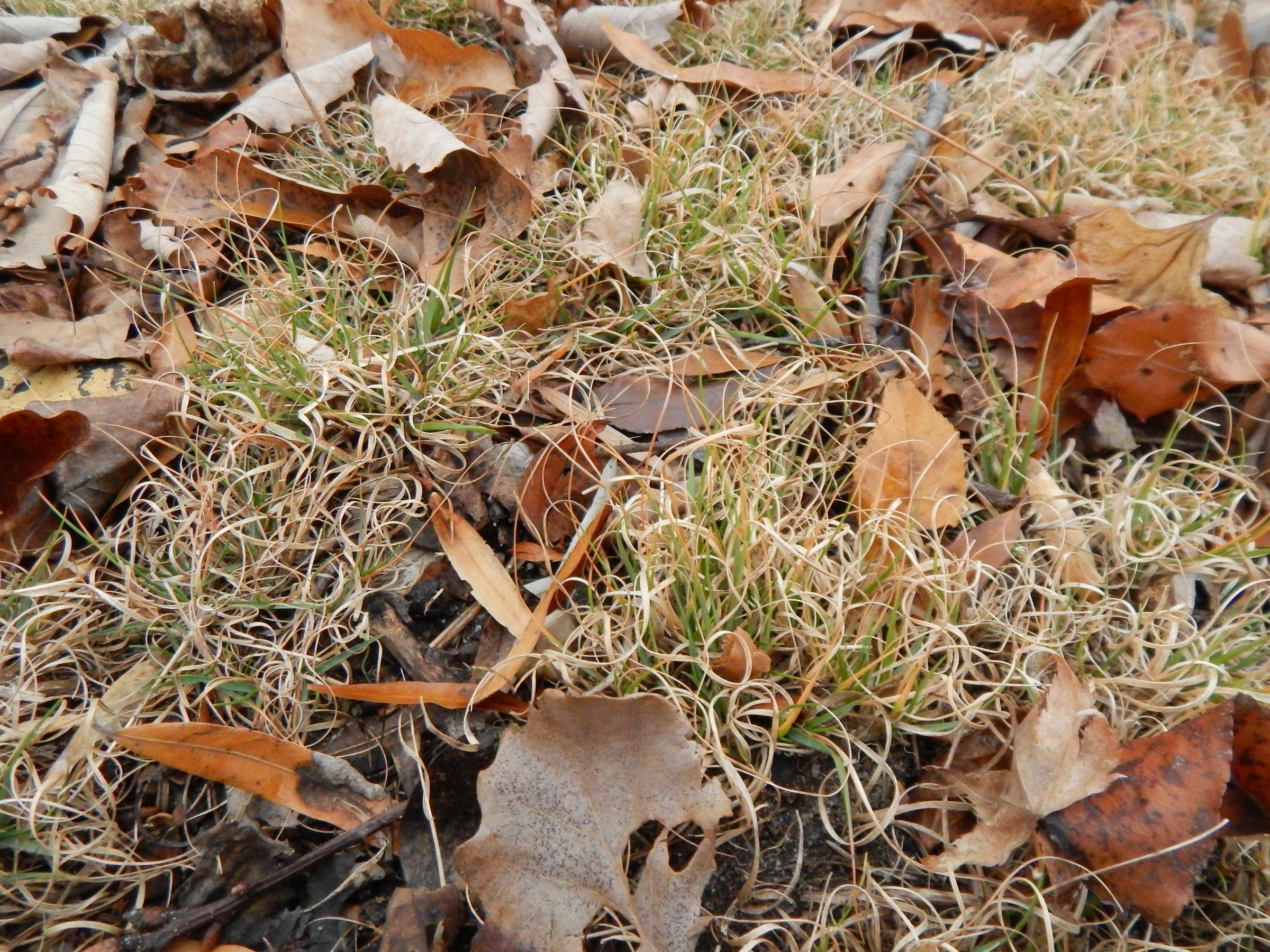 Poverty Oats Grass