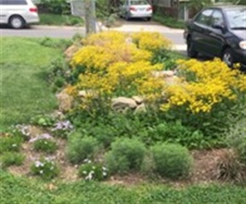 Conservation landscape area showing plants and yellow flowers