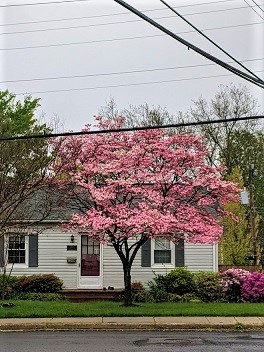 Small street trees